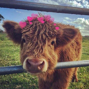 Meet your Posher, Brynna